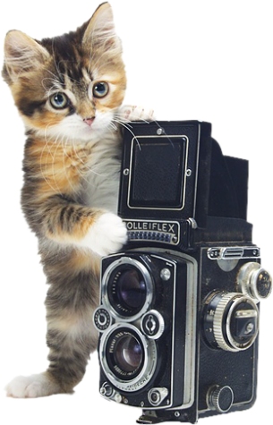 Kot z aparatem fotograficznym