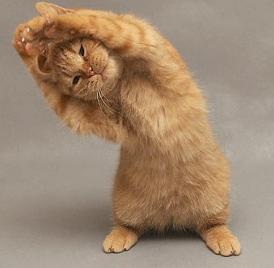 Gimnastykujący się kotek