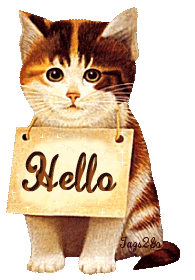 Kotek z napisem Hello